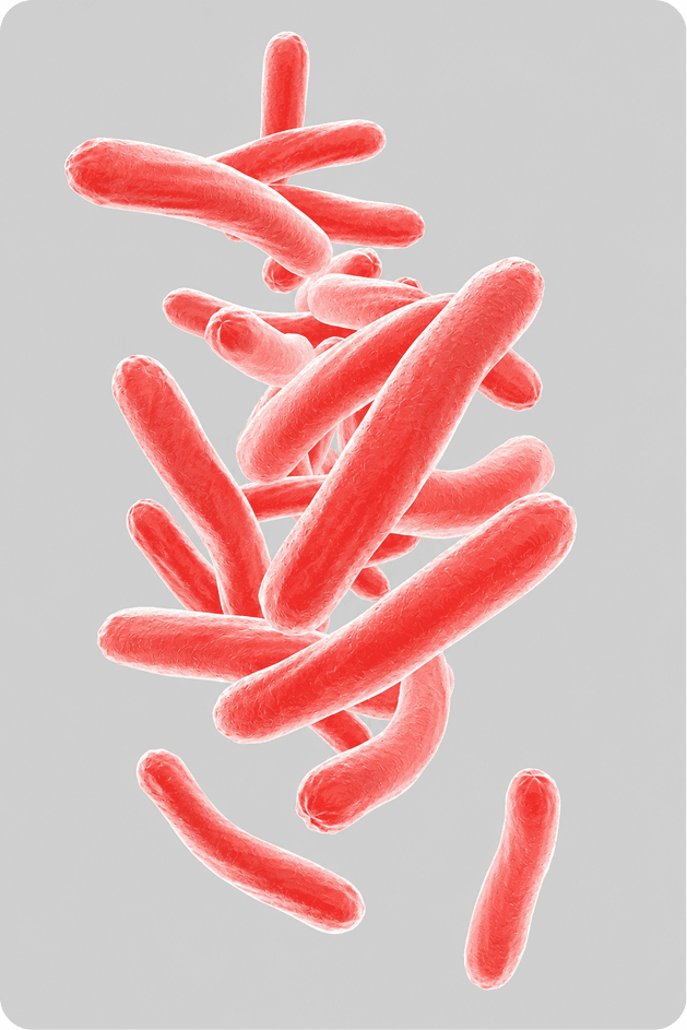 TB bacteria illustration
